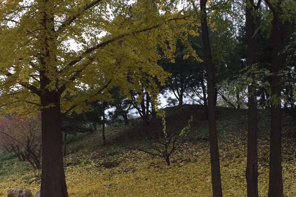 蒋勋老师细说红楼梦,蒋勋细说红楼梦怎么听不了了