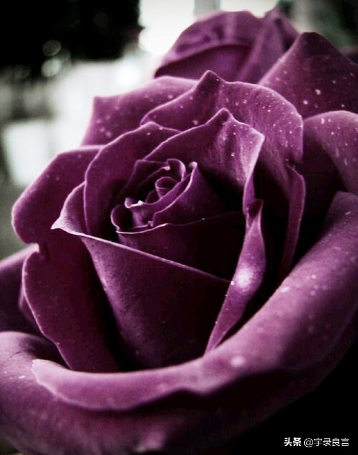 情感语录句句经典的说说,情感语录说说句句刺痛人心