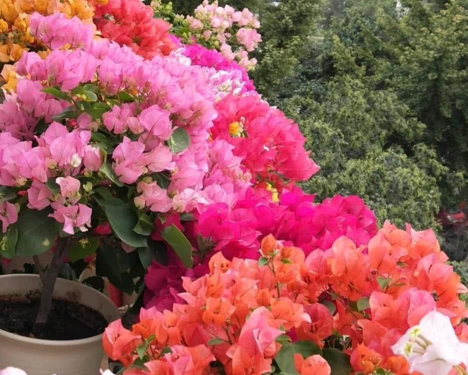 五月适合种花吗,五月养什么花