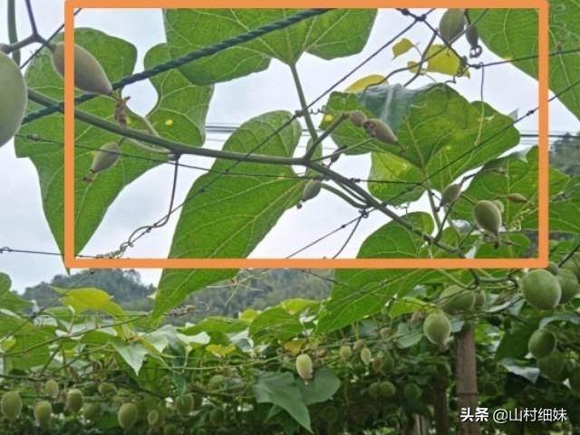 罗汉果点花后,为啥停止生长?弄懂以下3个原因,解决办法在这里