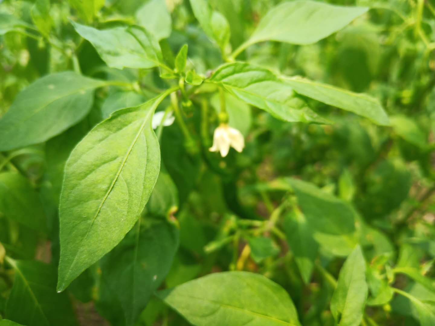 辣椒疯长不结果,辣椒怎样修剪才能多结果