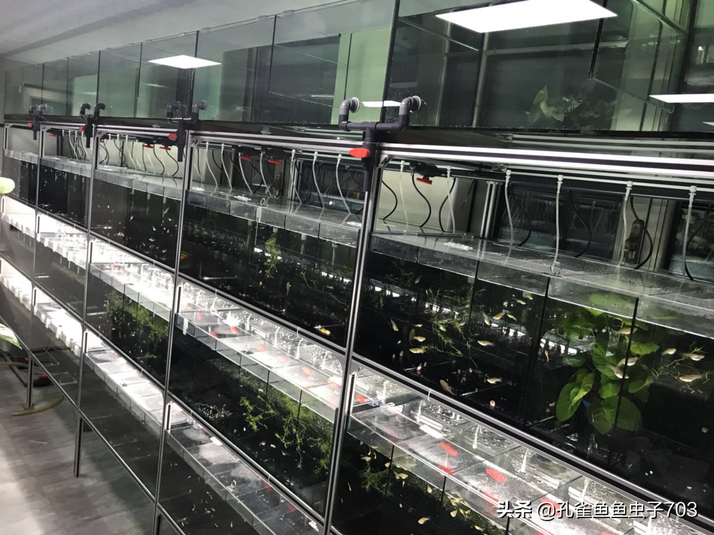 孔雀鱼冬季如何换水,冬季孔雀鱼几天喂一次