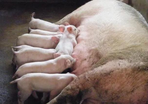 母猪奶水少给什么母猪吃,怎么解决母猪奶水少的问题