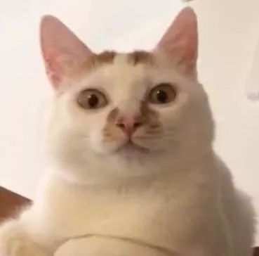 猫咪挑食不怎么吃怎么办,猫咪怎样的表现证明它是挑食了