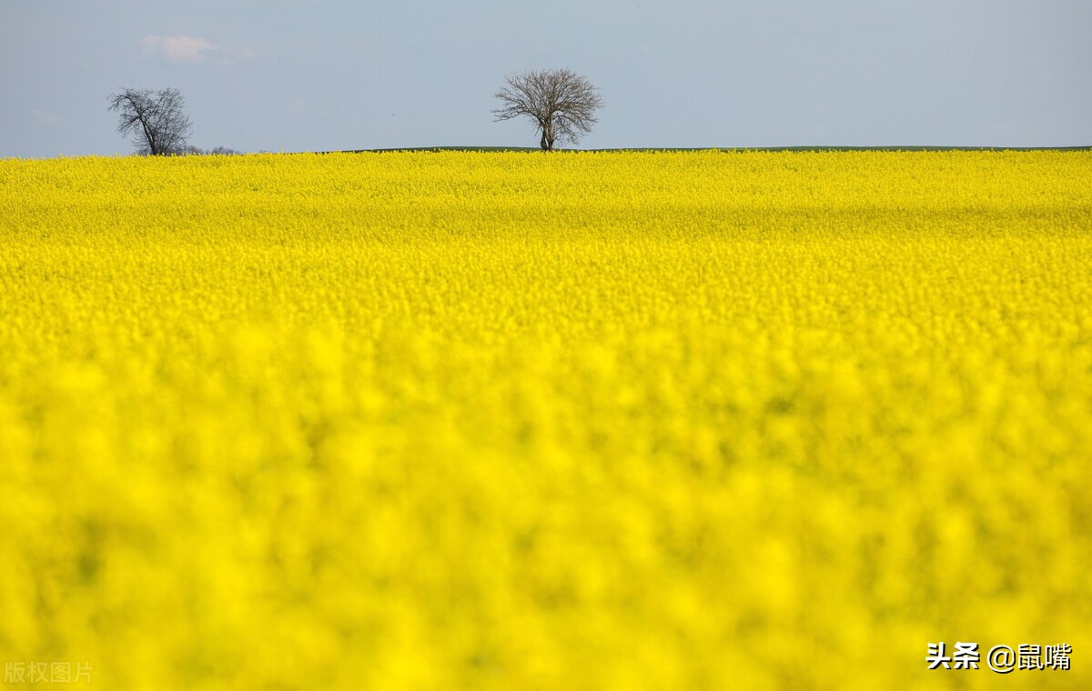 世说新语原文和译文,世说新语原文及翻译陈太丘与友期