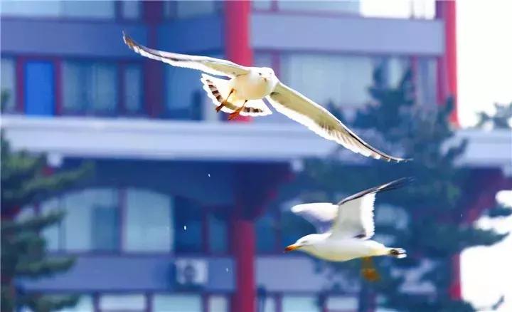 六月份适合山东自驾游的地方,六月山东省旅游推荐