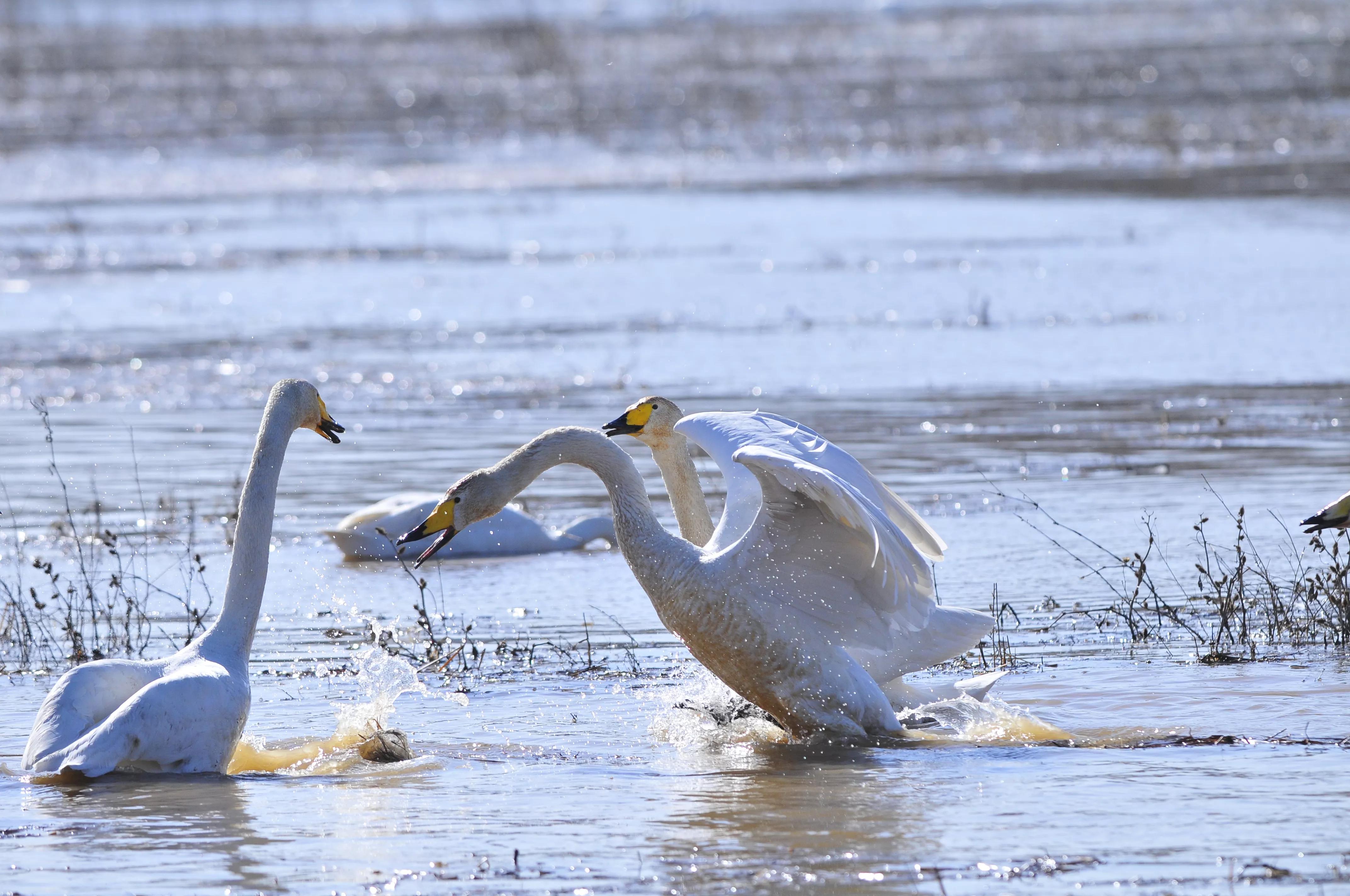 D300s+300F4拍摄/满意，趣解/天鹅斗：只动嘴不动手