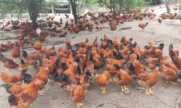 鸡病怎么越来越难治,鸡病后期难治原因