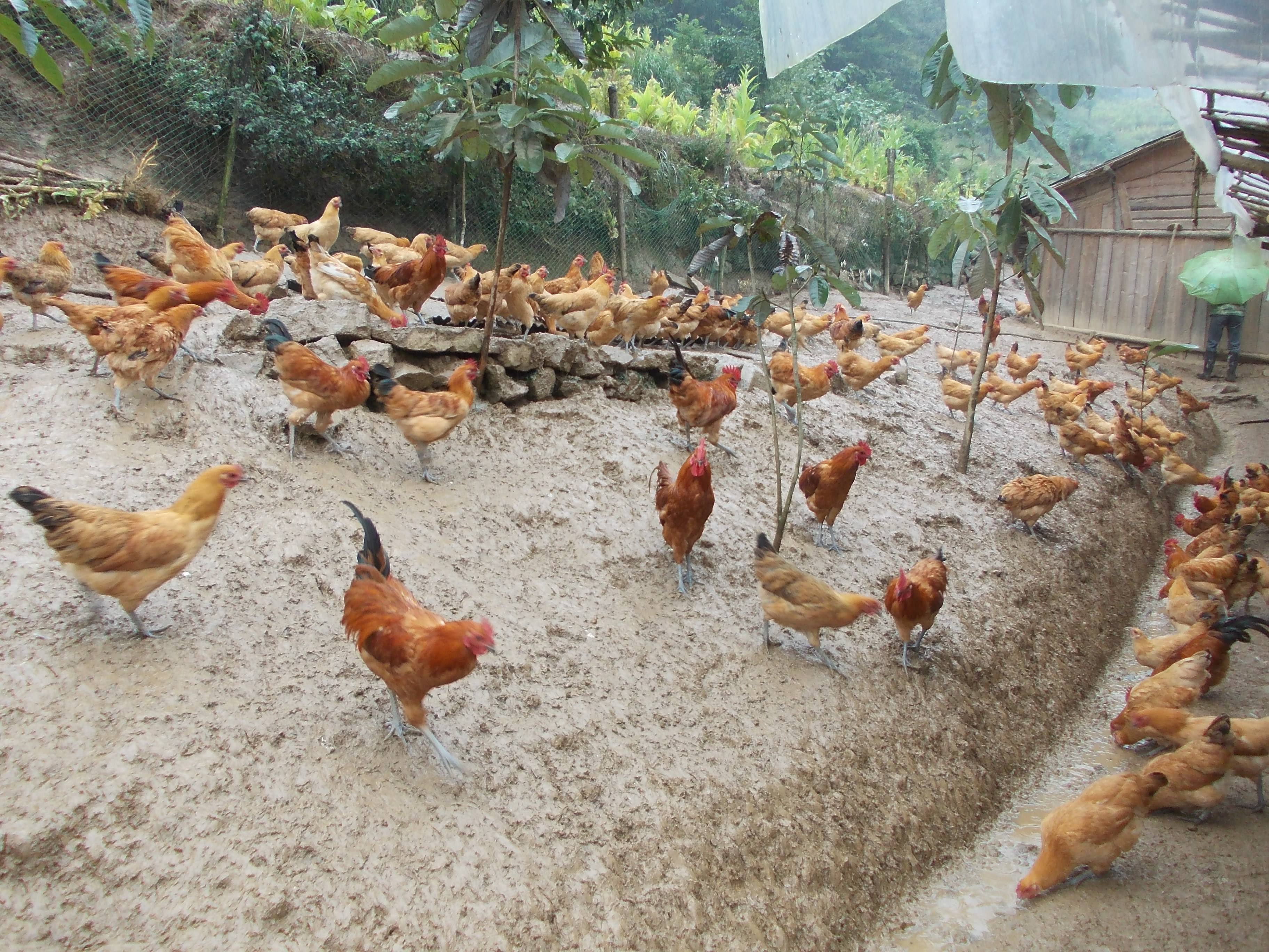 鸡感冒最快好的方法,鸡感冒严重用什么药更好
