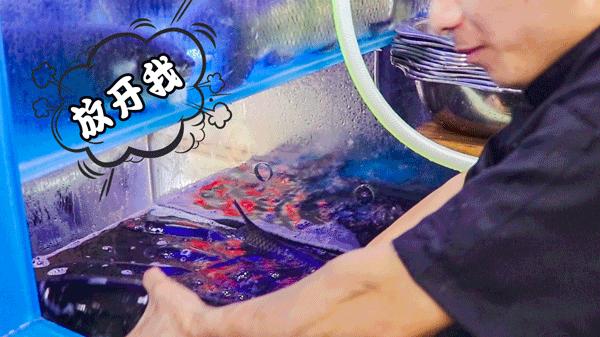 厦门水煮活鱼第一名,13元水煮鱼