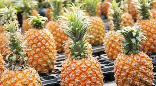 菠萝为什么要用盐水泡一会儿,菠萝为什么要在盐水中泡一会儿