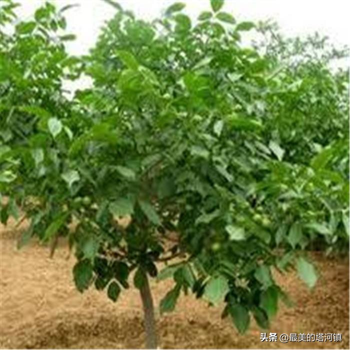 清香核桃的管理与修剪有哪些注意的？