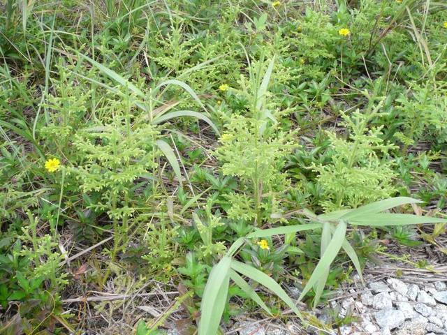 野生上树蜈蚣,山上种的白蜈蚣