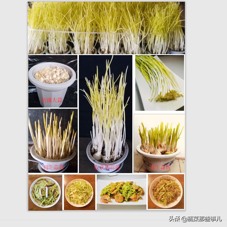 大蒜头种的蒜苗,蒜黄蒜薹蒜苗怎么形成的
