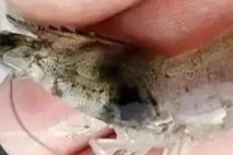 对虾黑鳃病用什么药,对虾最好的防治方案