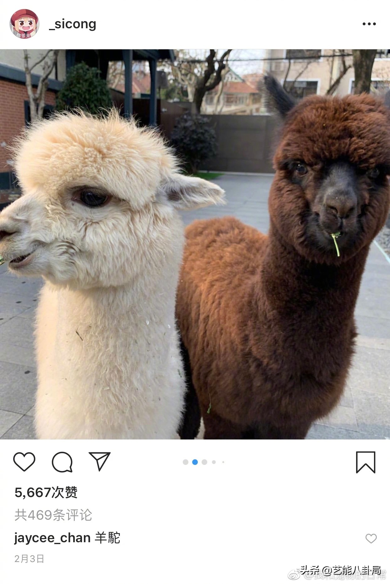 王思聪在哪家买的鸭子,王思聪为什么养鸭