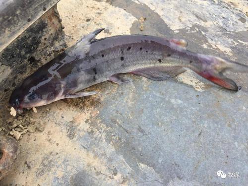 叉尾鮰代谢功能障碍,叉尾鮰的出血病哪个月易发生