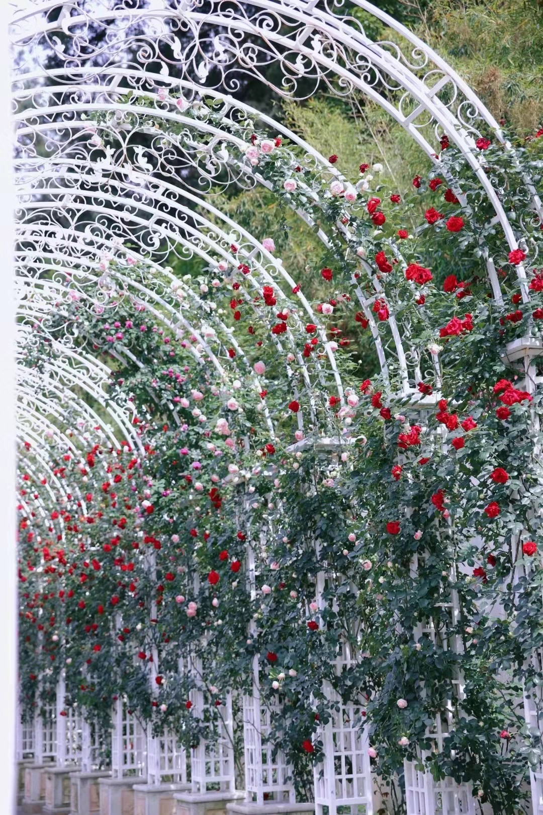 资生堂小红瓶50ml直播,资生堂小红瓶水