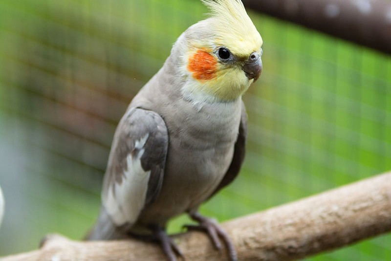 玄凤鹦鹉刚出生怎么辨别品种,玄凤鹦鹉有多少个品种