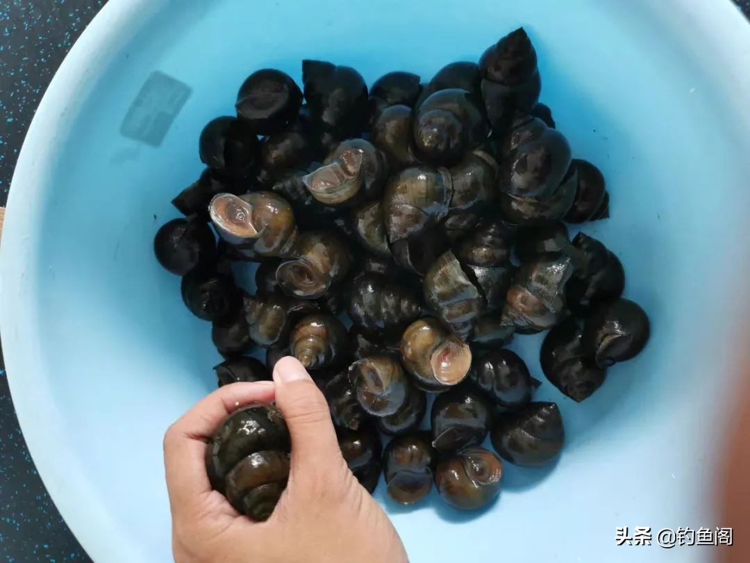 钓野生鱼的秘密,钓野生大鲤鱼