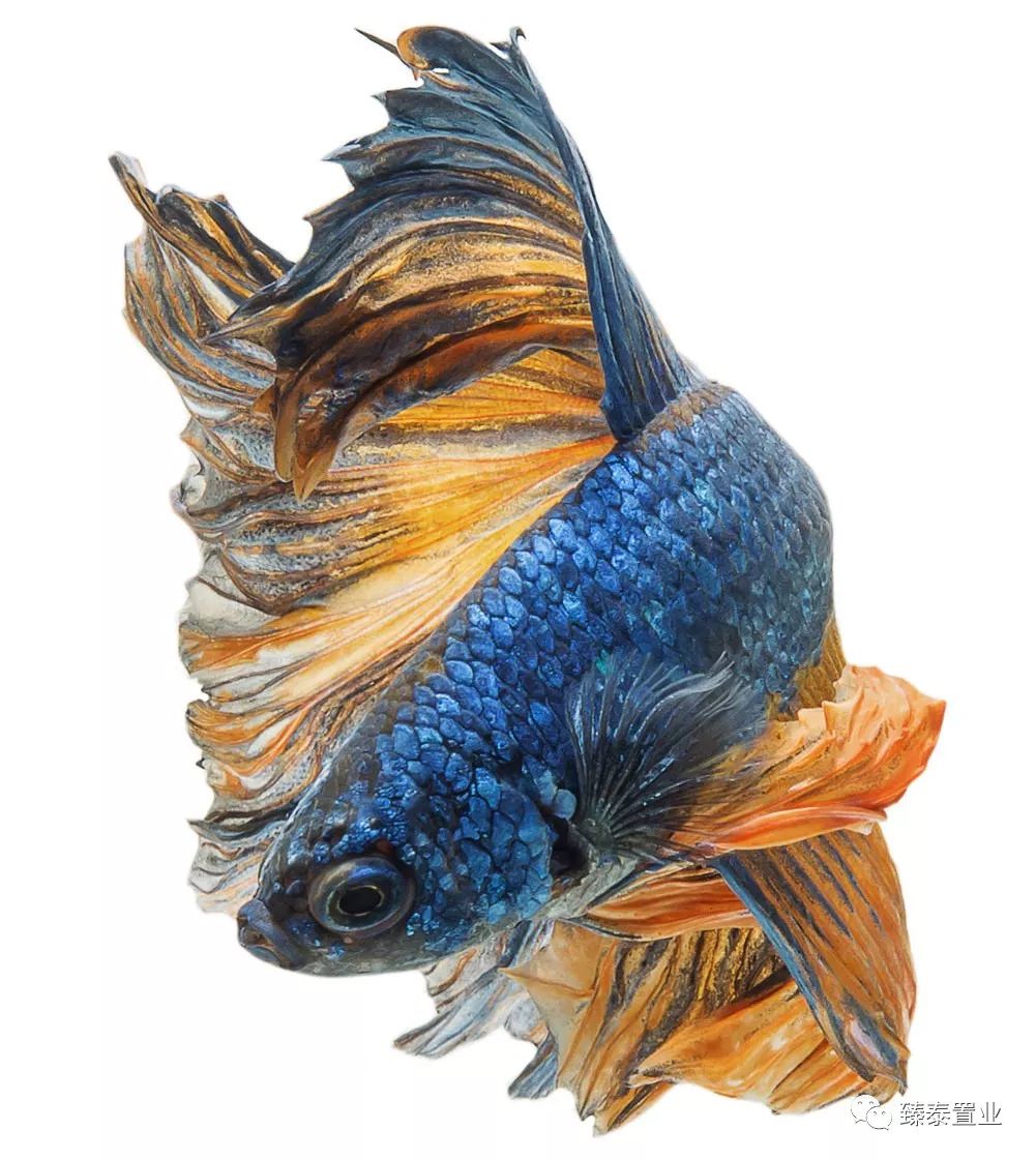 暹罗斗鱼——色与美的战舞