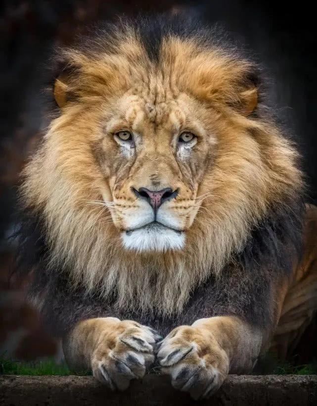 全球10大图腾,中国100个姓氏图腾