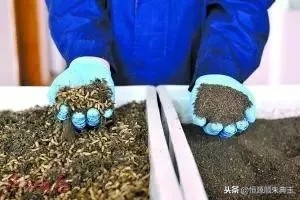 鍚冭揣鏄嗚櫕,鏄嗚櫕缇庨鍚冭揣