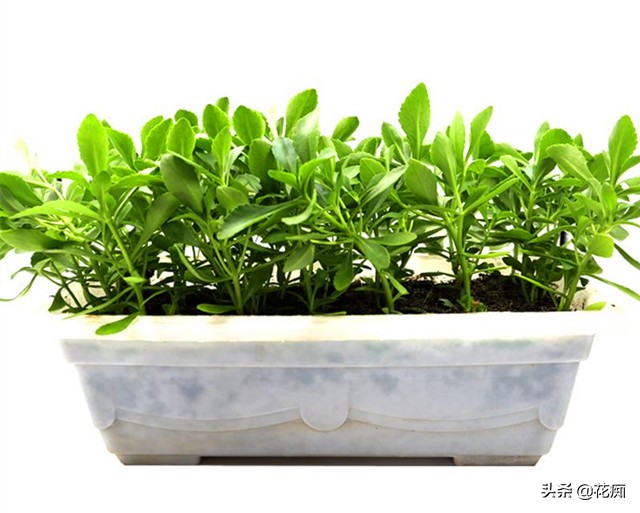 养心菜是不死菜吗,养心菜怎么养