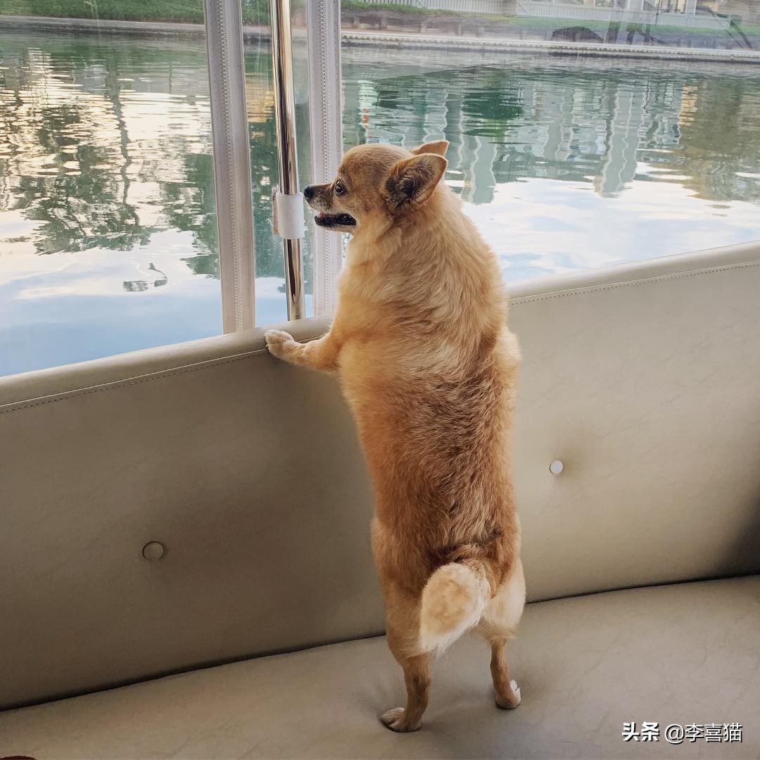 狗狗直立行走对它有什么危害吗,狗狗学站立对狗狗将来有多大危害