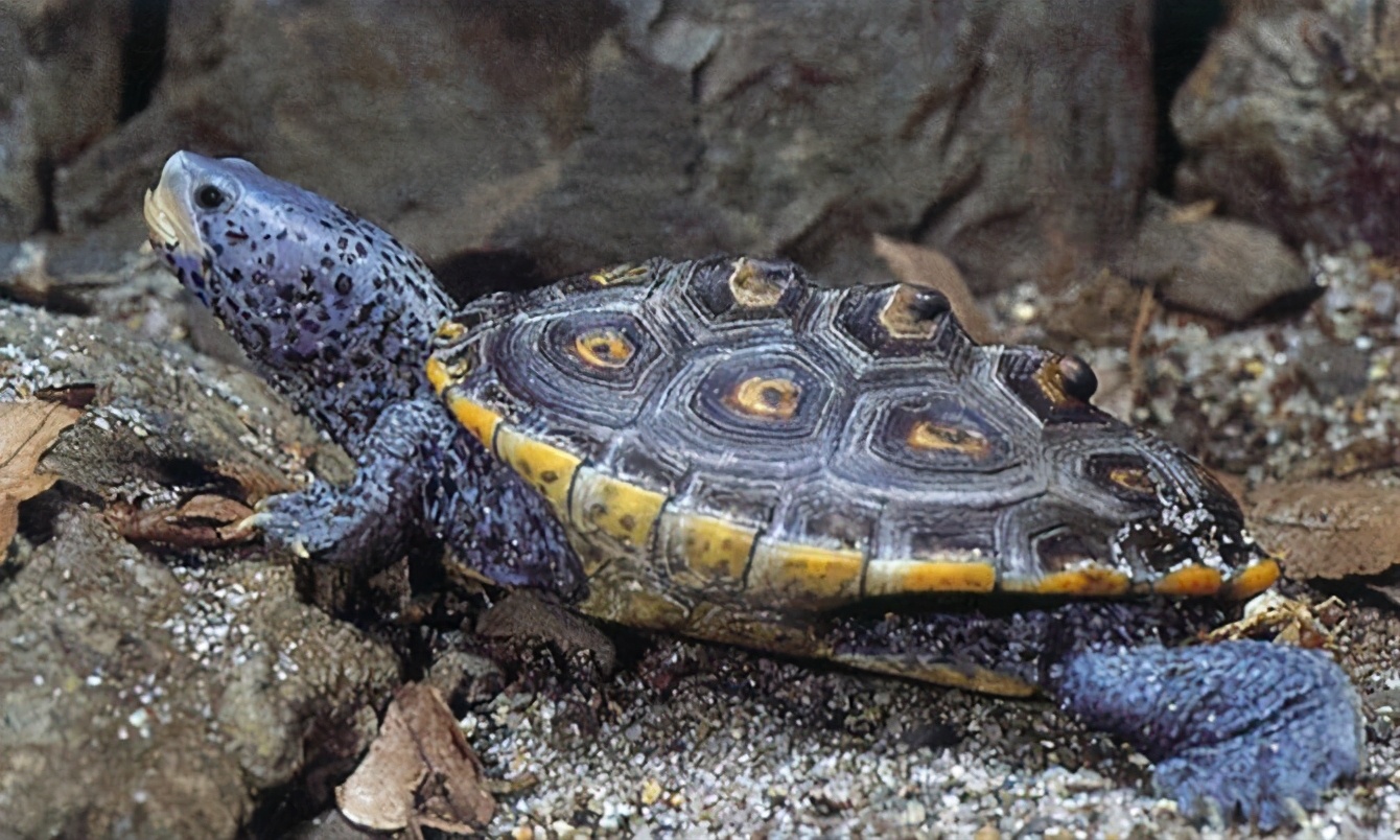 各种龟类图片大全大图,龟类展示会