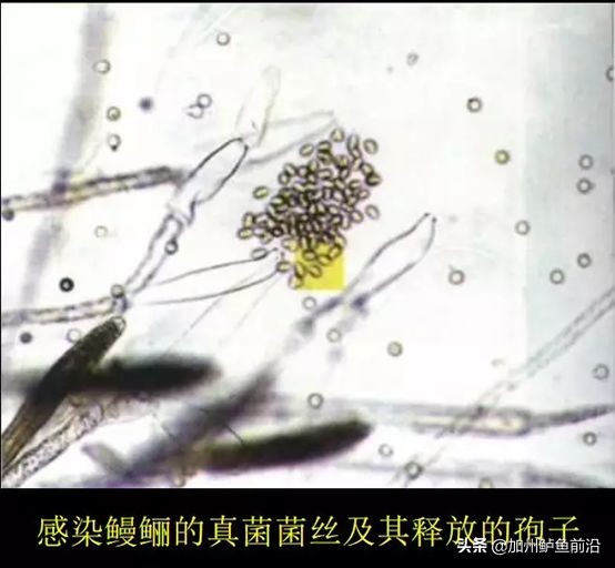 水霉病怎么防治最好,水霉病的五大防治方法