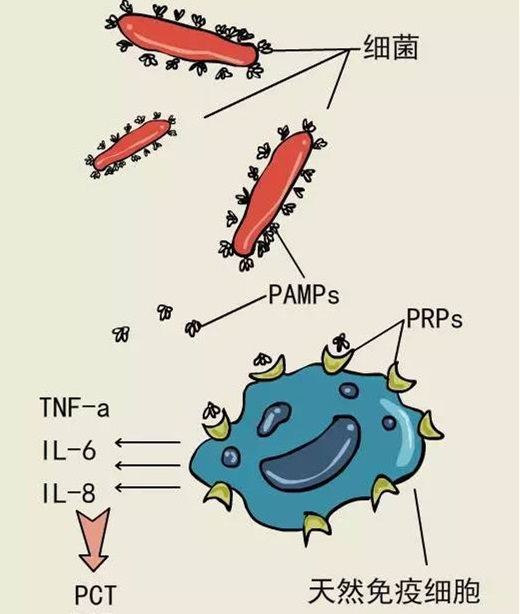 降钙素原高是不是缺钙,降钙素轻度偏高的原因