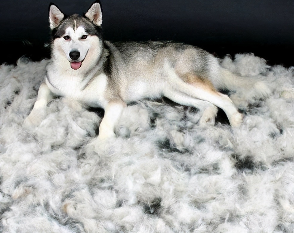 最正确的哈士奇饲养方法,哈士奇怎样正确饲养