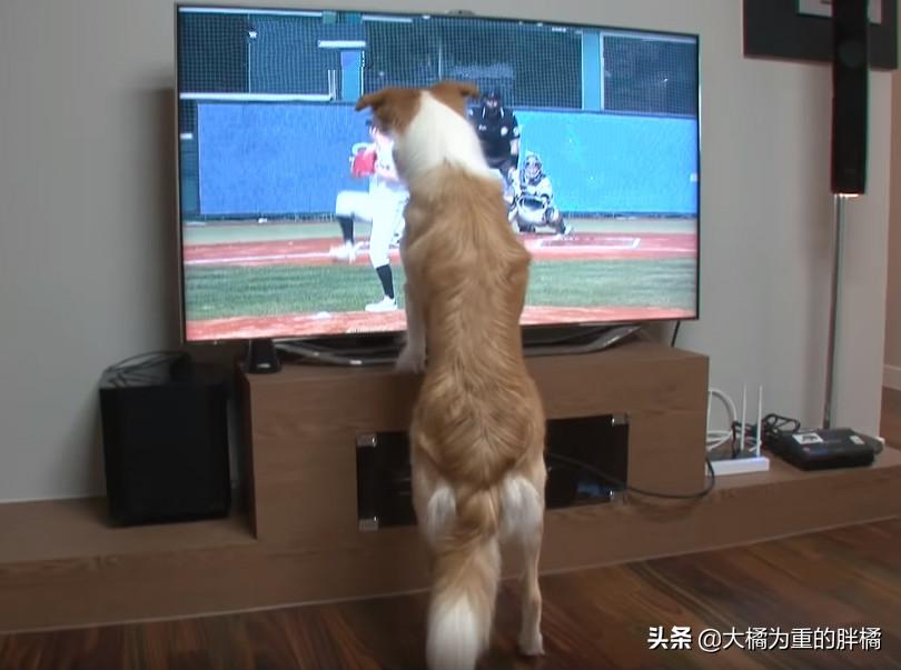 狗狗看电视笑得无法自拔,狗狗居然会踢足球