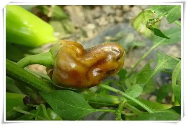 辣椒病害图谱大全大图,辣椒病害大全图片及防治方法