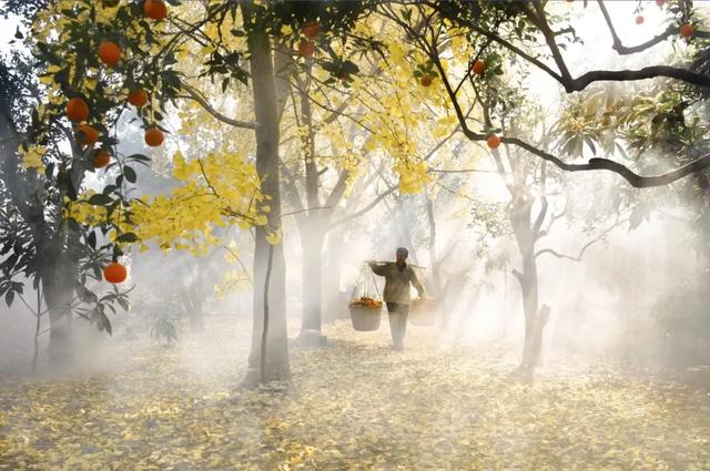 “菌”临天下之丽水市云和黑木耳