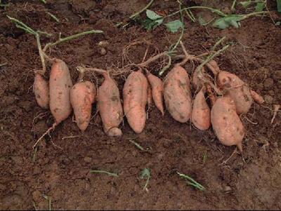 甘薯小象甲病虫害什么样子,红薯蚁象甲会自己死亡吗