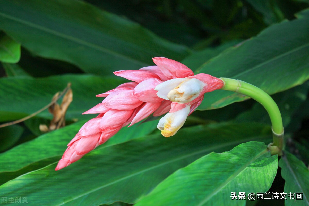 植物中的*物尤**：疆御百邪，故谓之薑