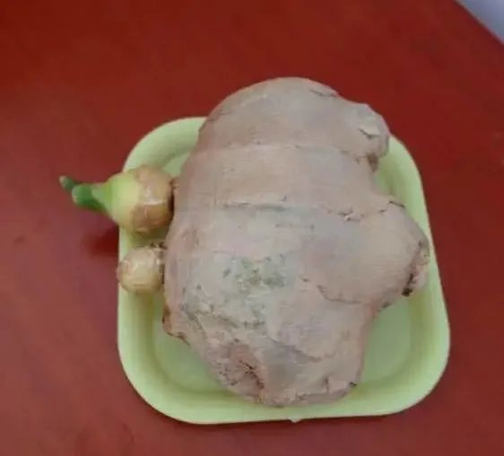 生姜发芽后还能不能种花,生姜发芽了现在可以盆栽吗