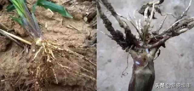 甜糯玉米各时期的病虫害,玉米苗期常见病虫害有哪些