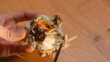 这么大的蟹粉灌汤包你吃过吗,用蟹粉烹制美味可口的蟹粉汤包