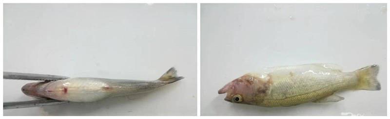 加州鲈鱼虹彩病毒症状及治疗方法