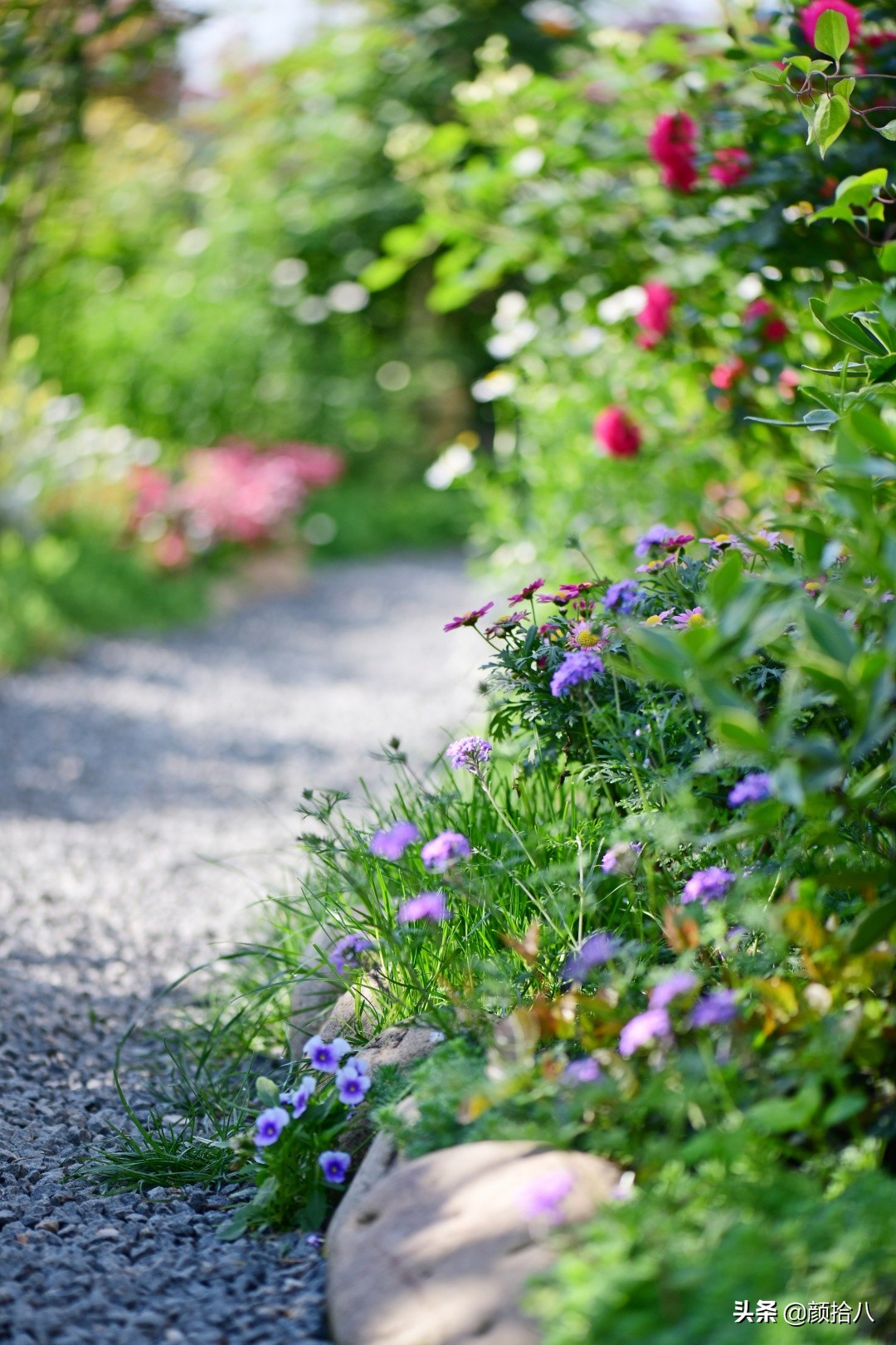 花园里的银边麦冬太好看，竟然被偷了|园丁