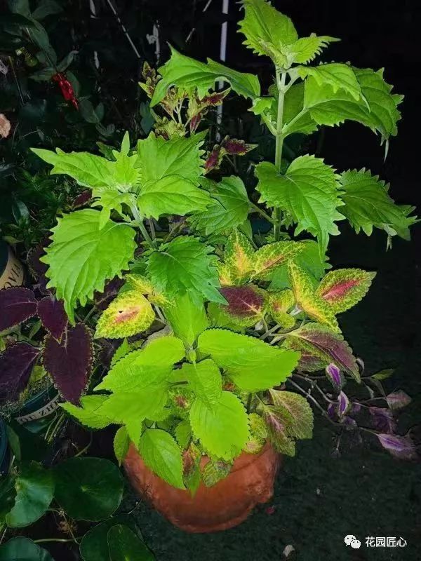 缓苗应该注意些什么,缓苗要注意什么