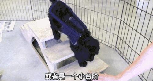 为什么导盲犬会受歧视,导盲犬被歧视合集