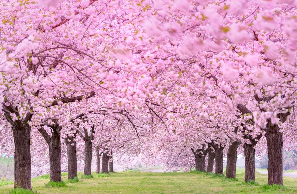 日语中和“春天”有关的词汇，也太有意境了