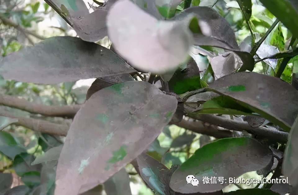 防治果树煤烟病用什么药,冬季果树炭疽病用什么药