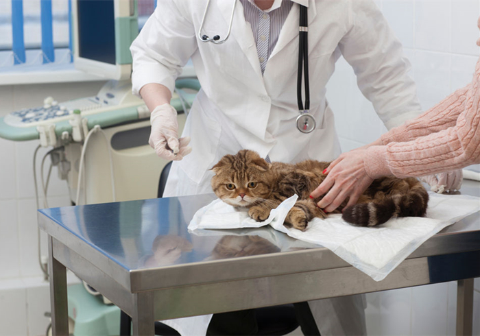 15岁猫咪慢性肾病治疗,猫咪肾病