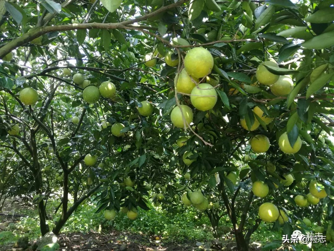 老伙,你的橙子离你更近了……|粒志