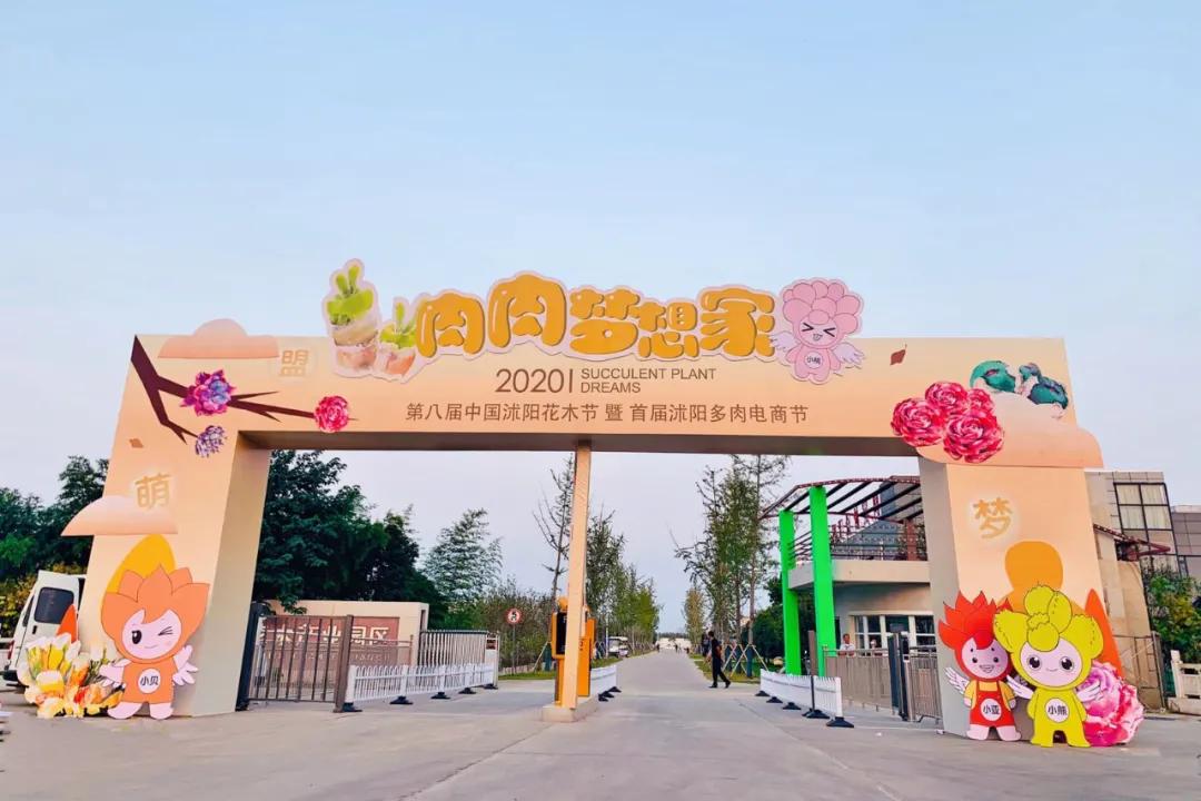 这个年销量上亿株多肉的县城，举办了首届多肉电商节